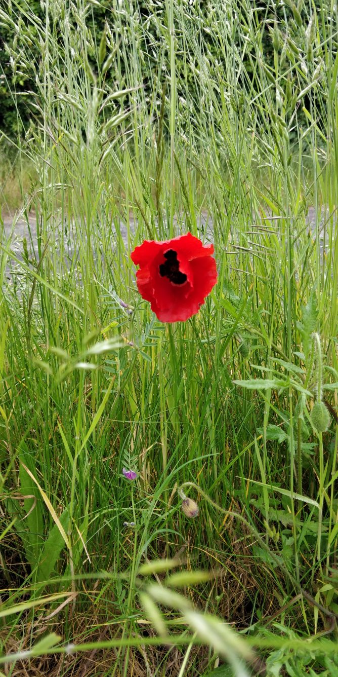 Red poppy in front of grass